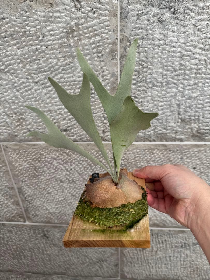 P.Neguse ネグセ 子株 ビカクシダ GS-w コウモリラン