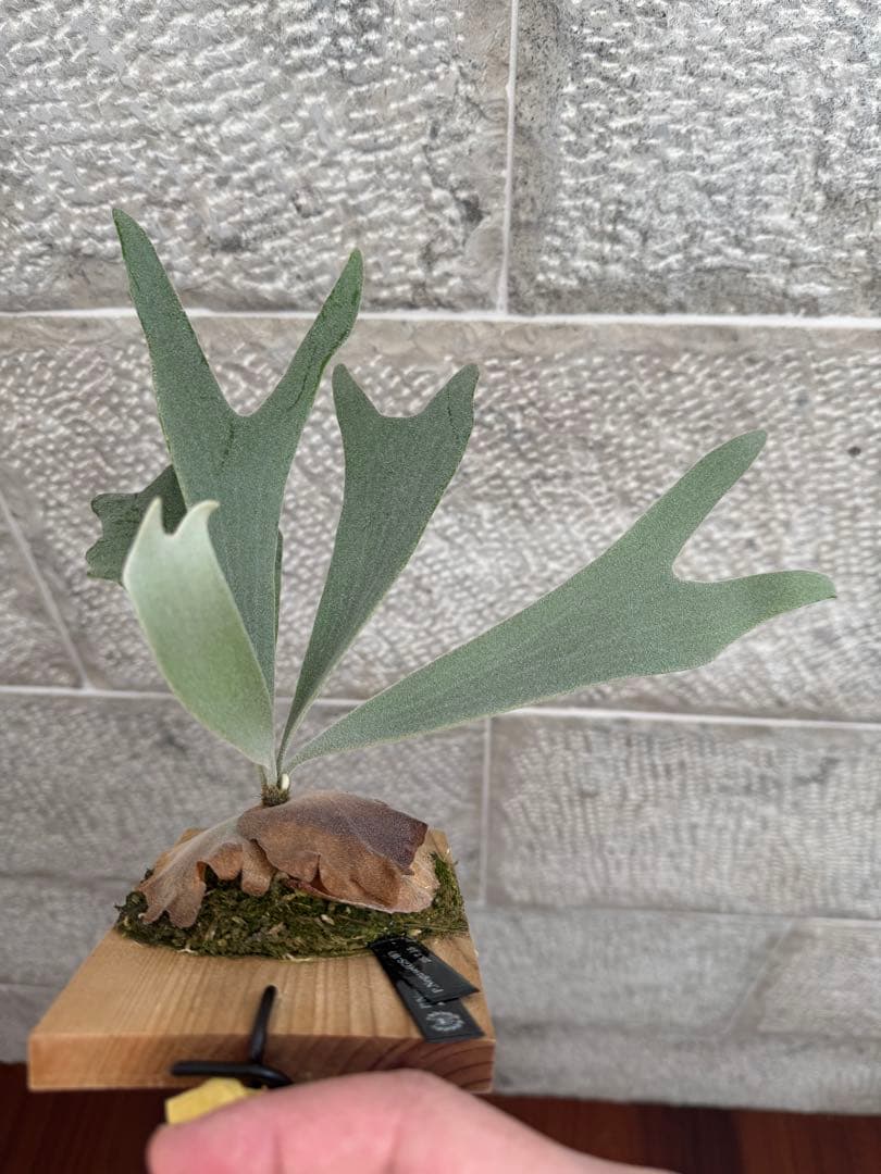 P.Neguse ネグセ 子株 ビカクシダ GS-w コウモリラン