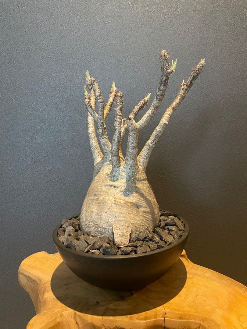 パキポディウム グラキリス 現地球 srl 鉢付き