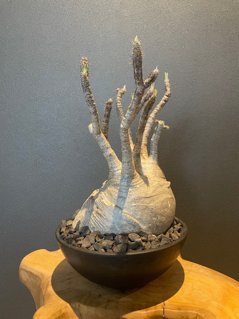 パキポディウム グラキリス 現地球 srl 鉢付き