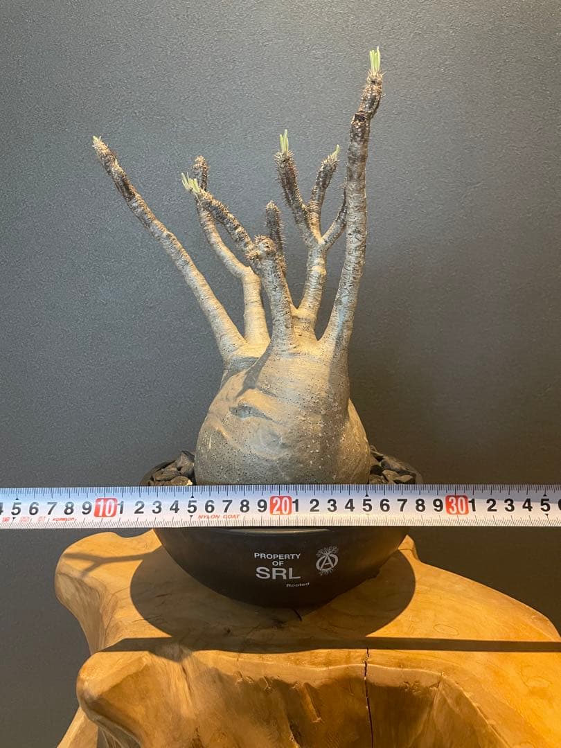 パキポディウム グラキリス 現地球 srl 鉢付き