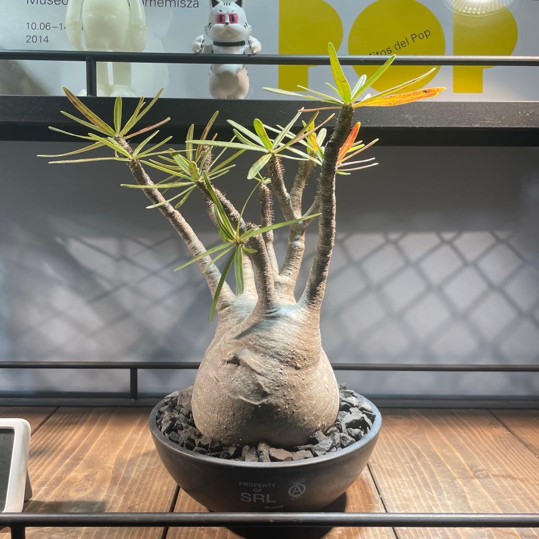 パキポディウム グラキリス 現地球 srl 鉢付き