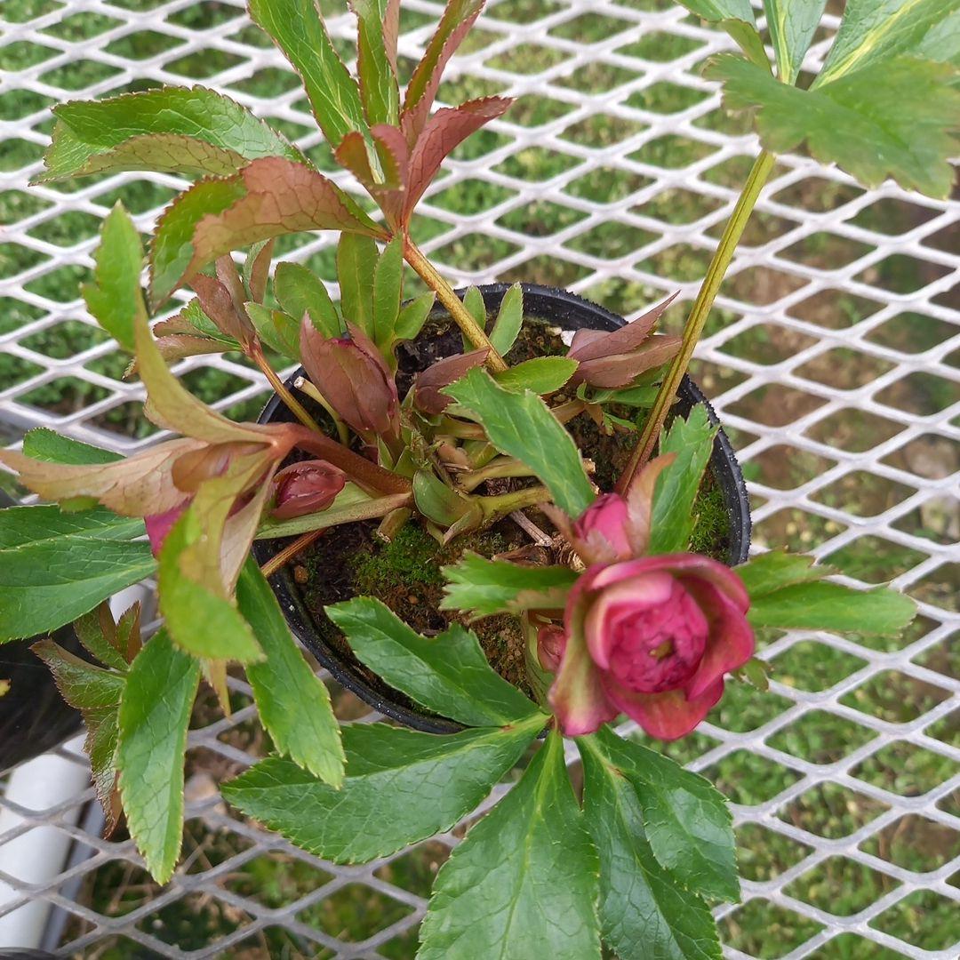 可愛いお花畑♪春色♪4個セット！クリスマスローズ、苗、開花株