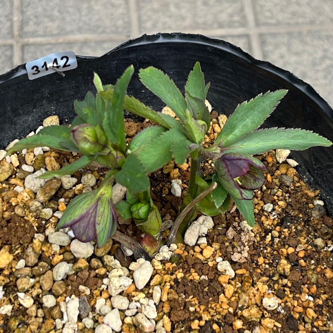 こうめいちゃん 3142【原生地採取H.multifidusMM09004