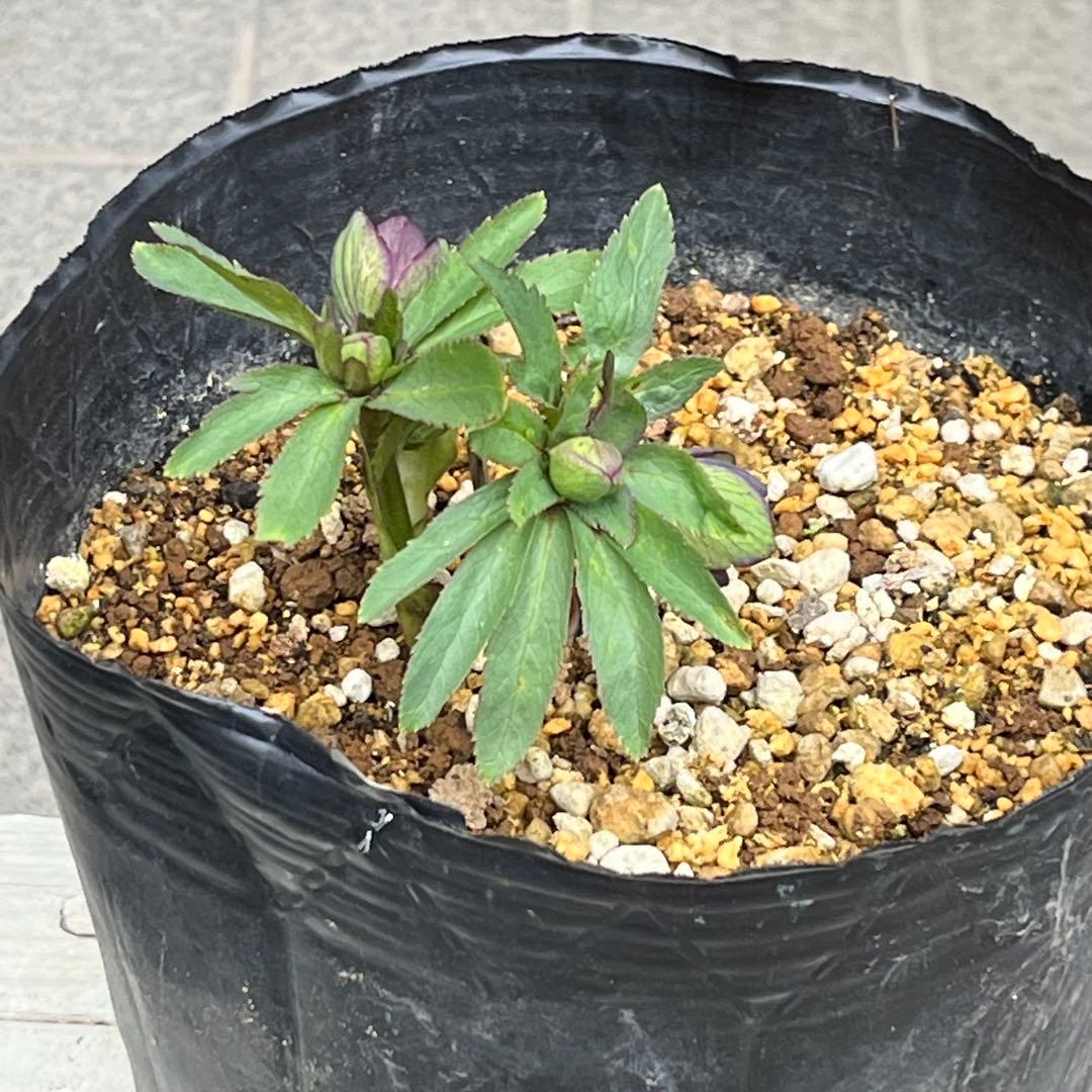 こうめいちゃん 3142【原生地採取H.multifidusMM09004