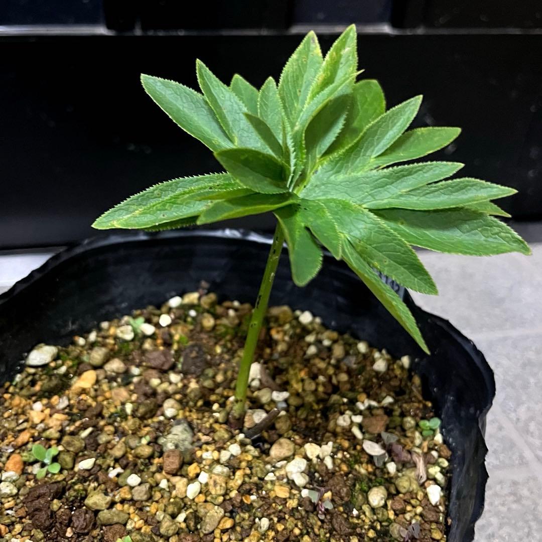 こうめいちゃん 3142【原生地採取H.multifidusMM09004