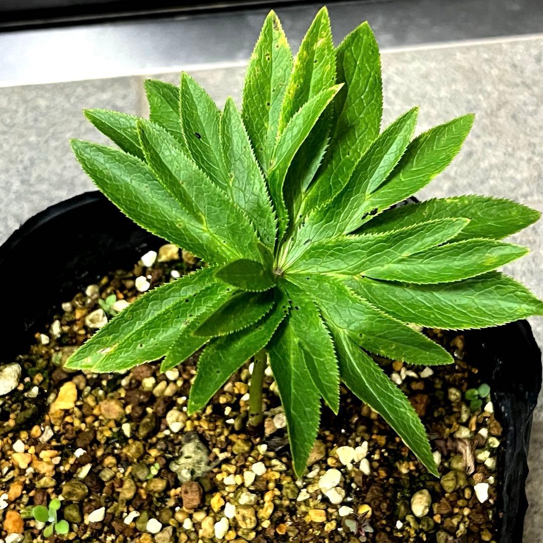 こうめいちゃん 3142【原生地採取H.multifidusMM09004