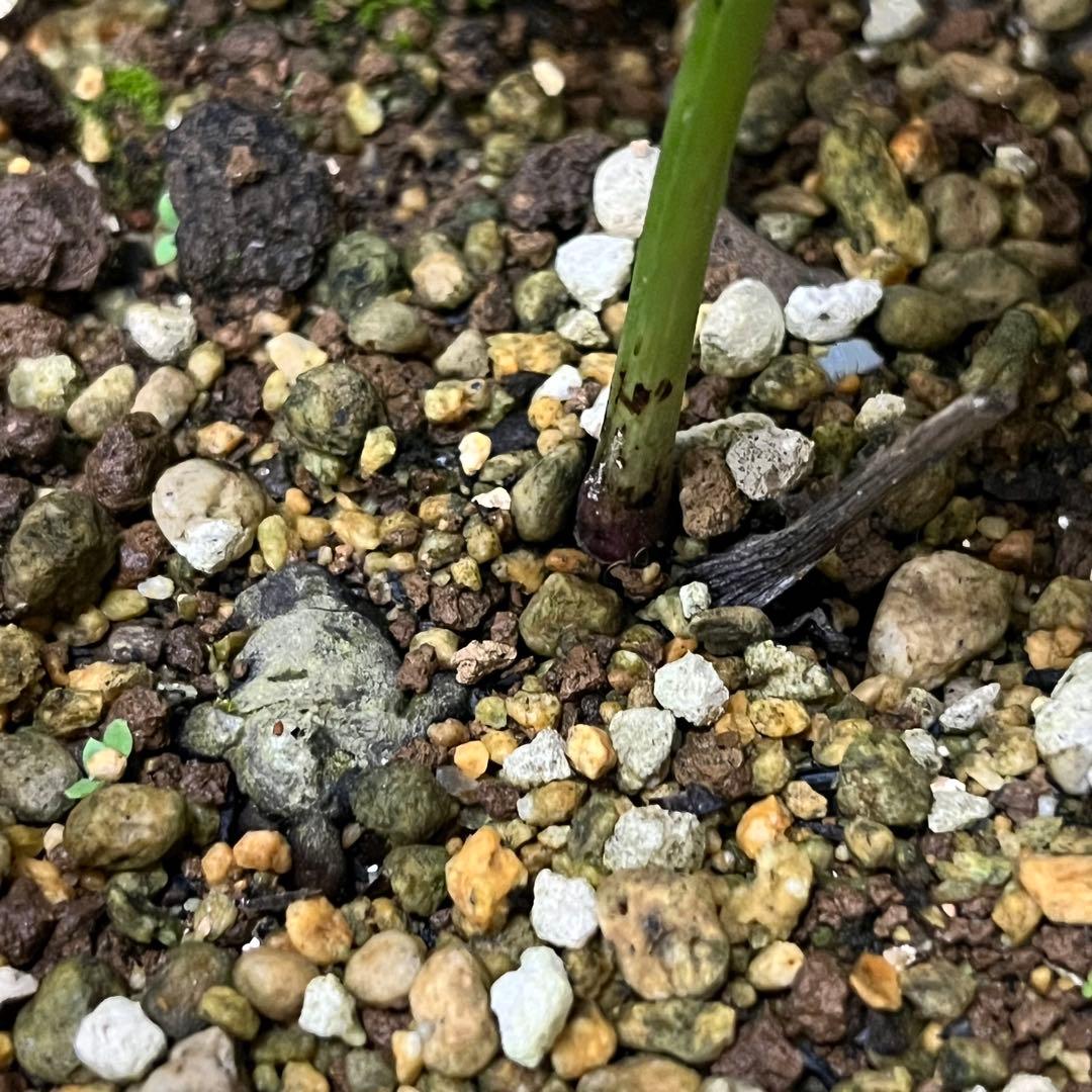 こうめいちゃん 3142【原生地採取H.multifidusMM09004