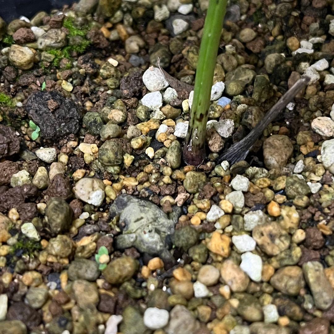 こうめいちゃん 3142【原生地採取H.multifidusMM09004