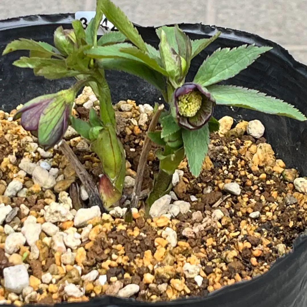 こうめいちゃん 3142【原生地採取H.multifidusMM09004