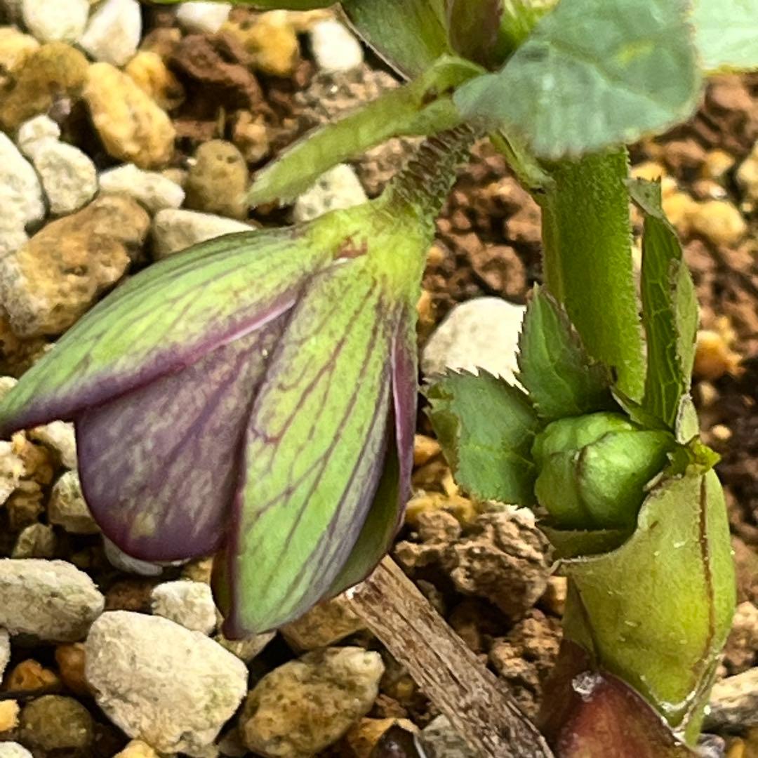 こうめいちゃん 3142【原生地採取H.multifidusMM09004