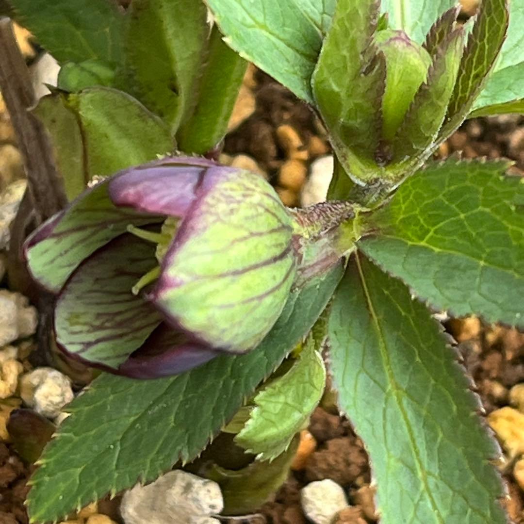 こうめいちゃん 3142【原生地採取H.multifidusMM09004