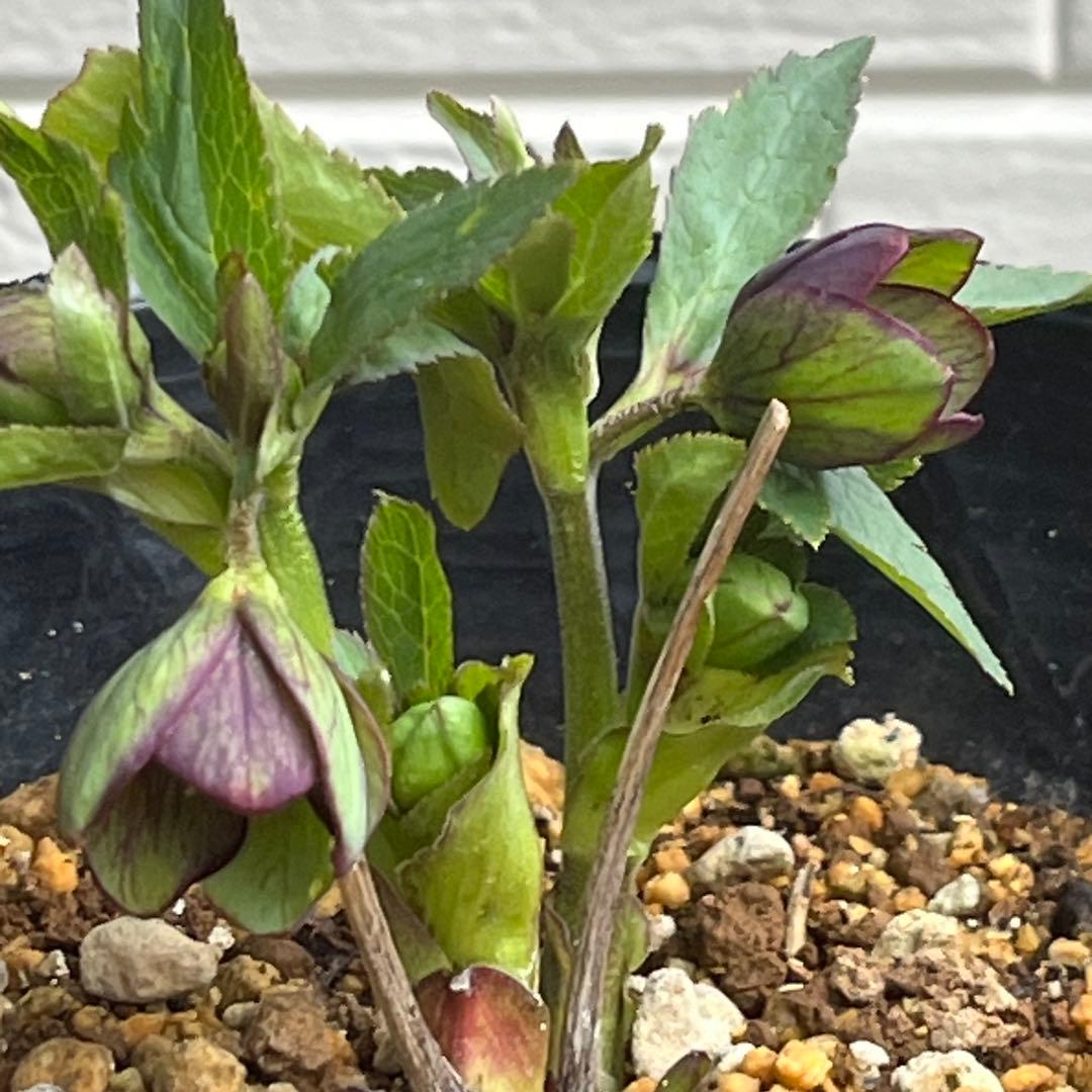 こうめいちゃん 3142【原生地採取H.multifidusMM09004