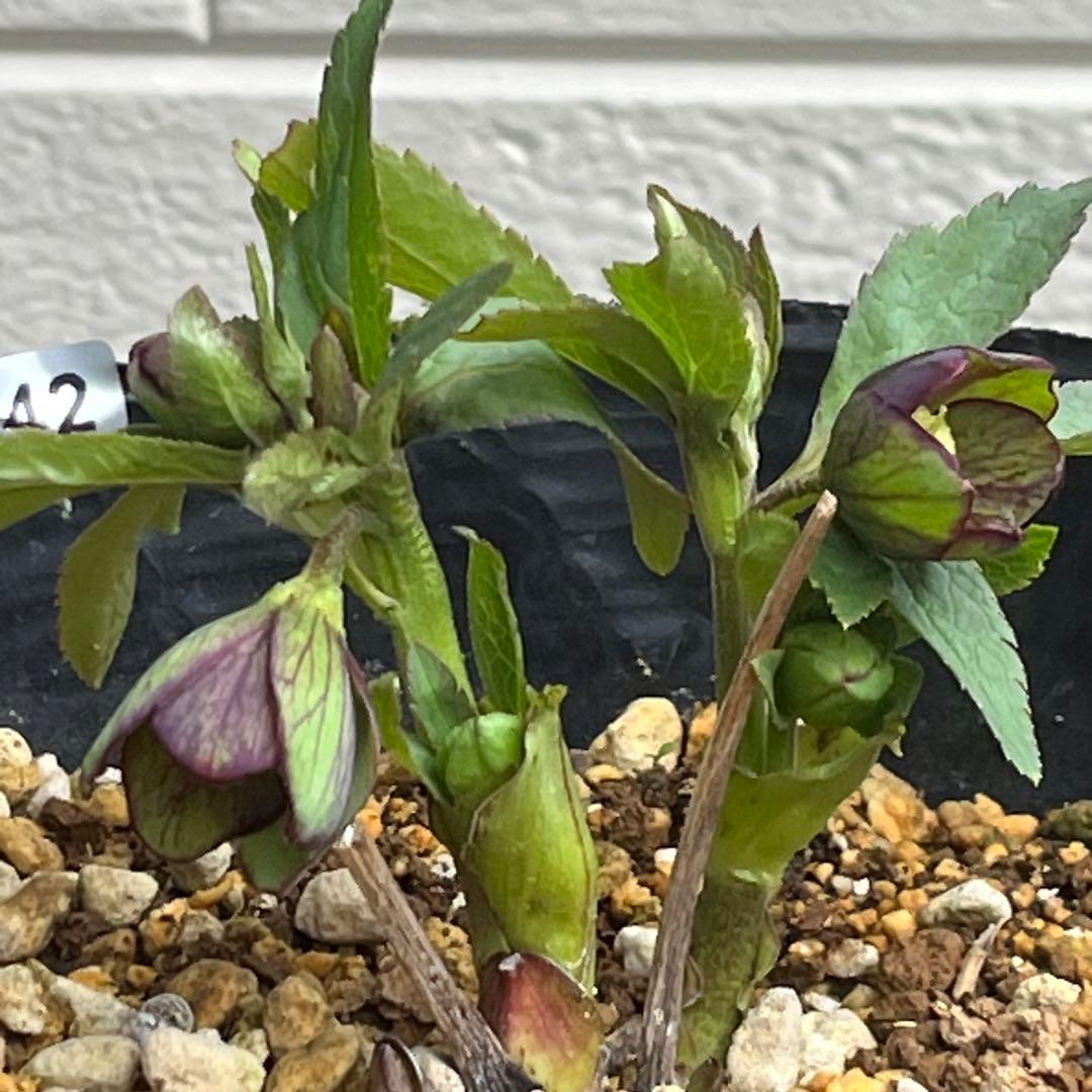 こうめいちゃん 3142【原生地採取H.multifidusMM09004