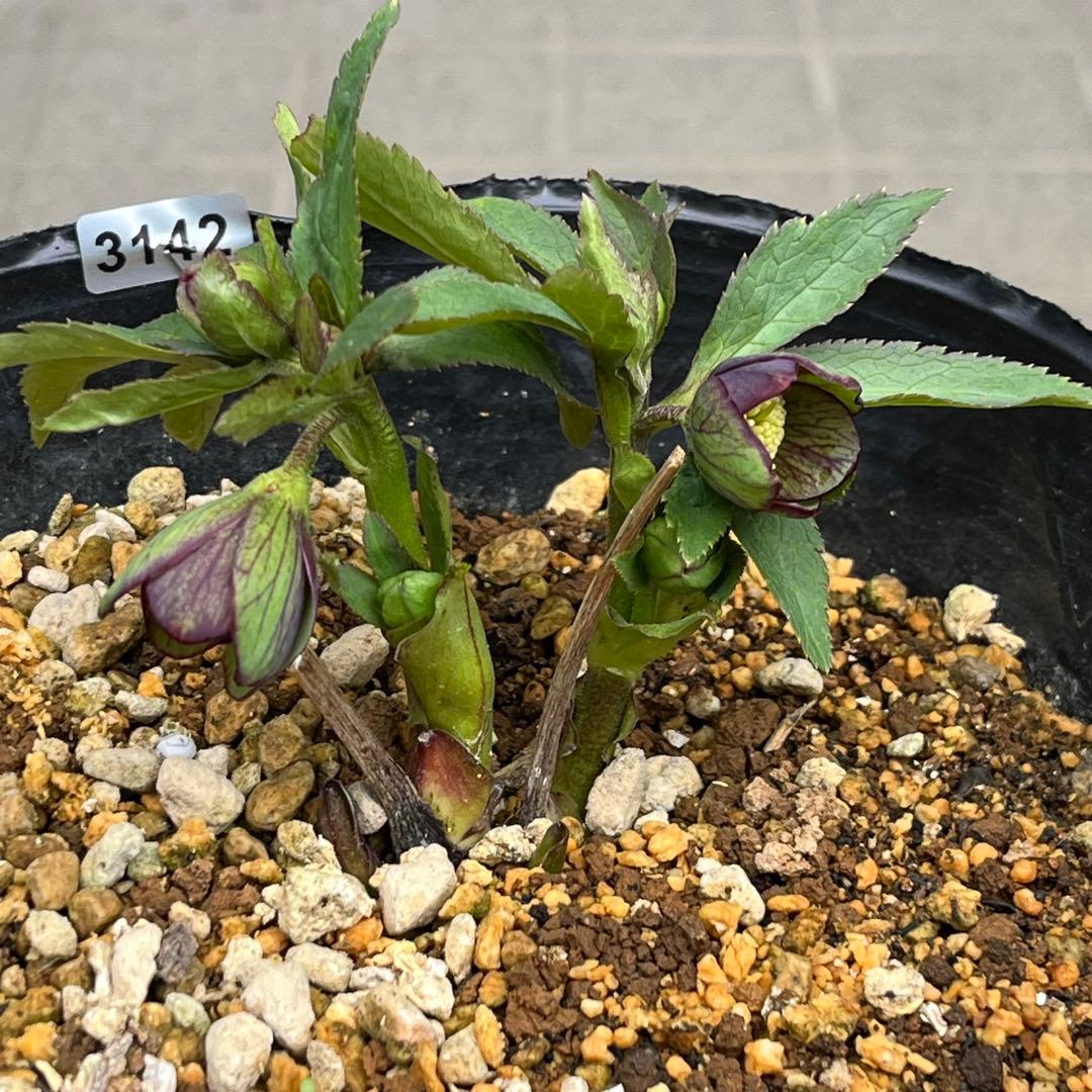 こうめいちゃん 3142【原生地採取H.multifidusMM09004