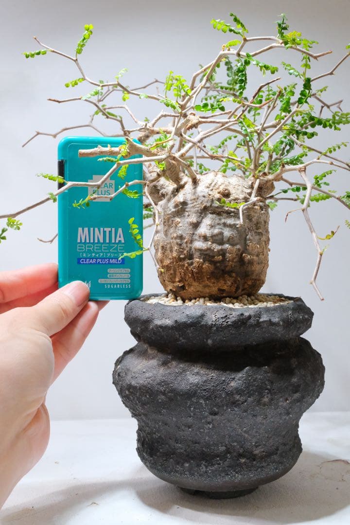 激激激レア！】ミニオペルクリカリアパキプス最高峰！花も咲きます