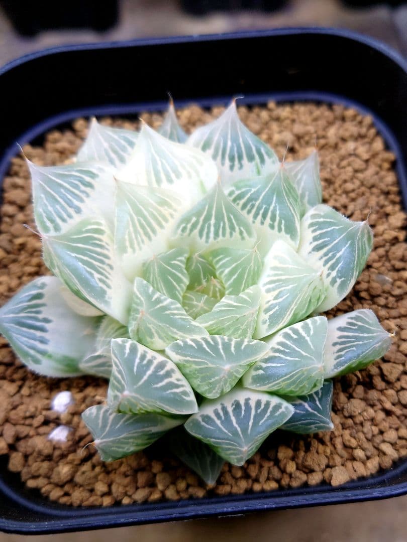 【白蛇伝】極上株　完璧子株付き！　親株サイズ