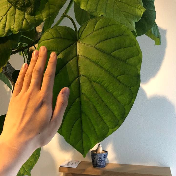 送料無料】無印良品 大型 観葉植物 フィカスウンベラータ 200cm曲がり