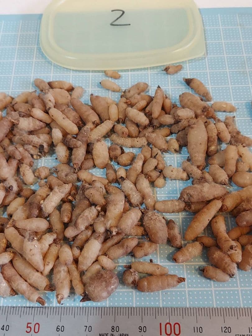 クロカミラン 2 自家人工交配増殖品