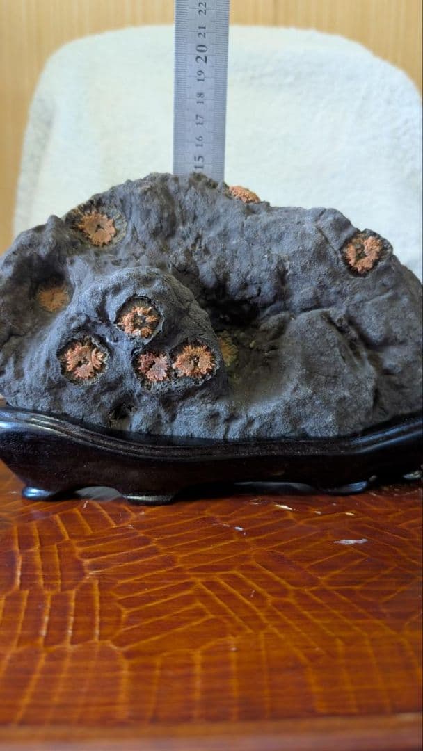 赤花菊花石 鑑賞石 盆石