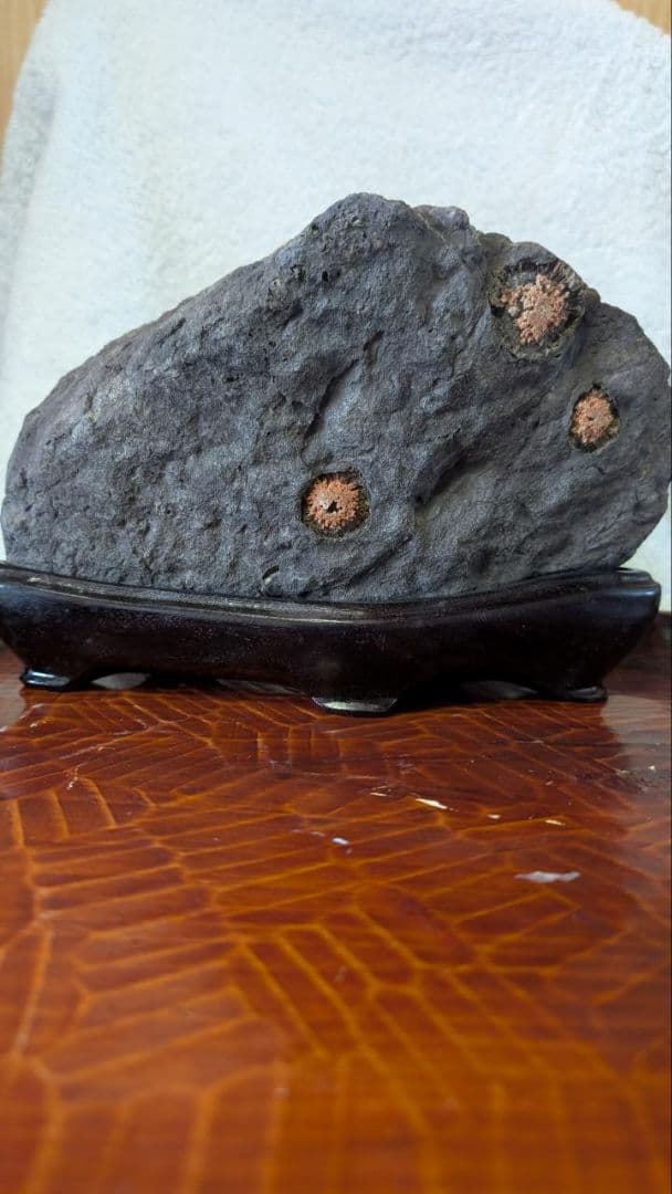 赤花菊花石 鑑賞石 盆石