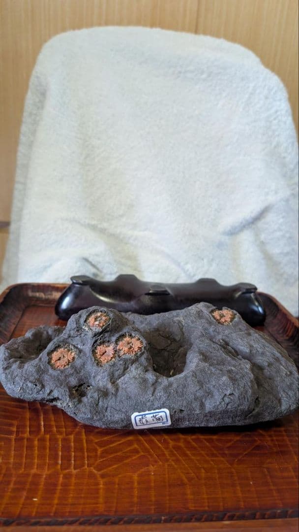 赤花菊花石 鑑賞石 盆石