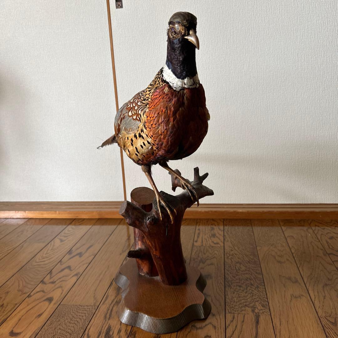 剥製 キジ - メルカリ