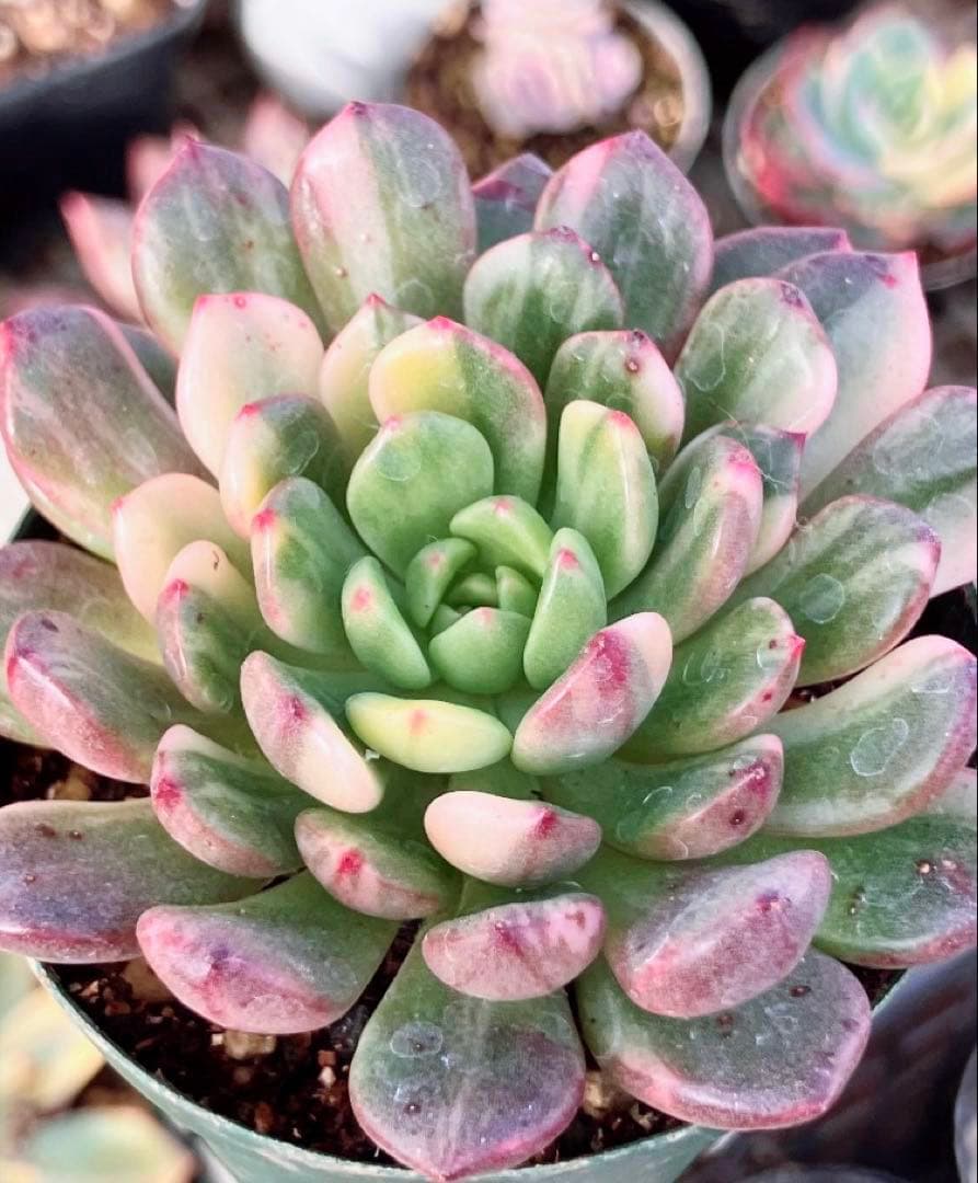 専用 マクライジング錦 紫麗殿錦 フローレンス錦×2 ピンクルビー錦