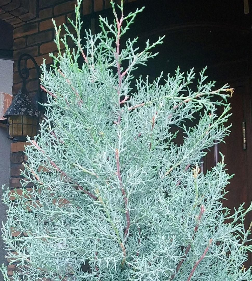 コニファー ブルーアイス 苗 190cm❗綺麗な樹形 シルバーブルー 特選