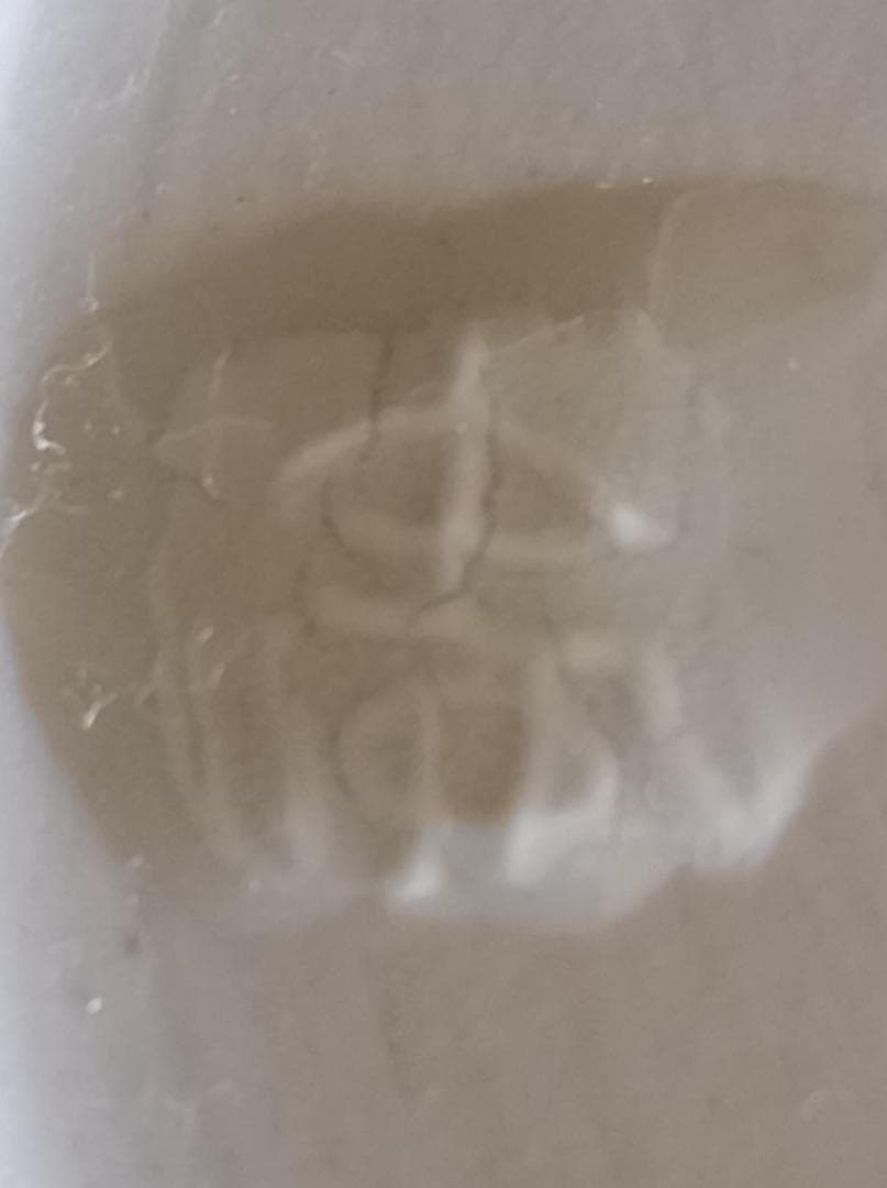 瀬戸焼　藤井憲之　白磁大鉢　26.5cm