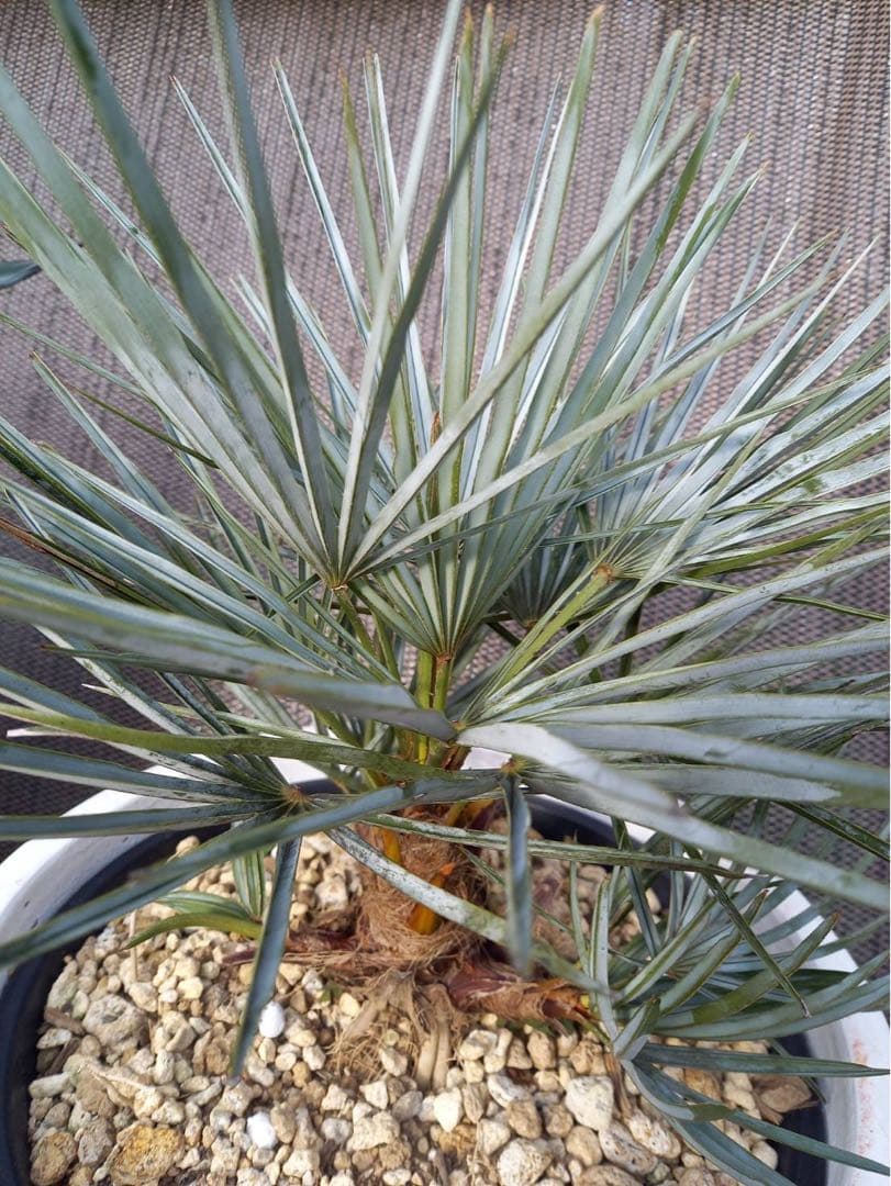 チャメロップス フミリス セリフェラ