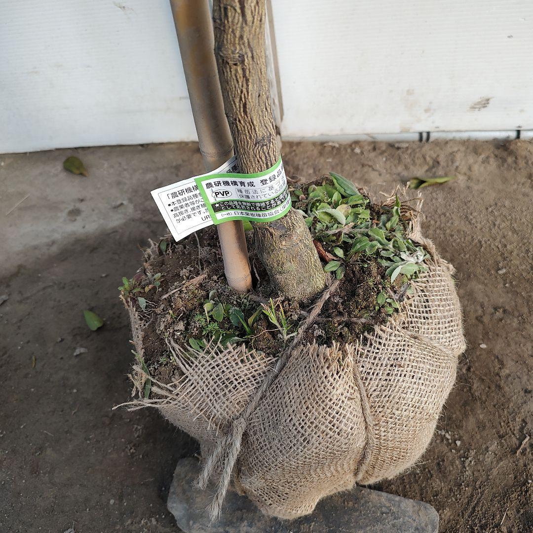 ド*ト様 みはや 5年生 実つき！ 登録品種