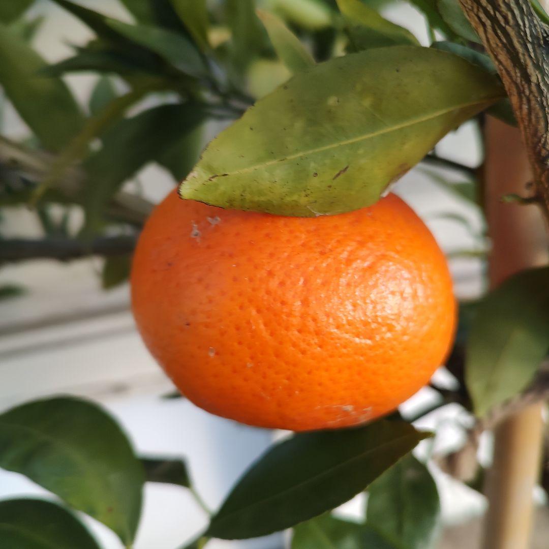 ド*ト様 みはや 5年生 実つき！ 登録品種