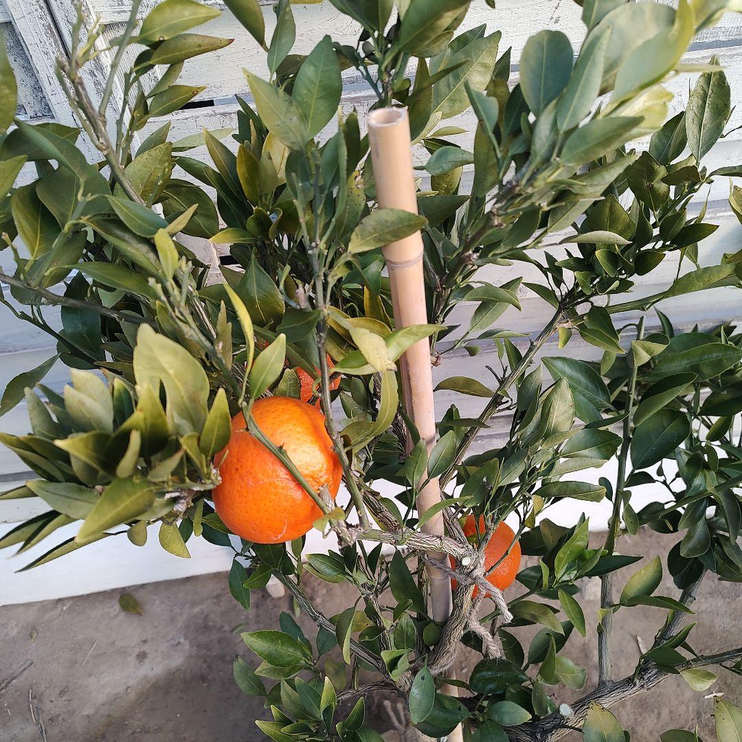 ド*ト様 みはや 5年生 実つき！ 登録品種