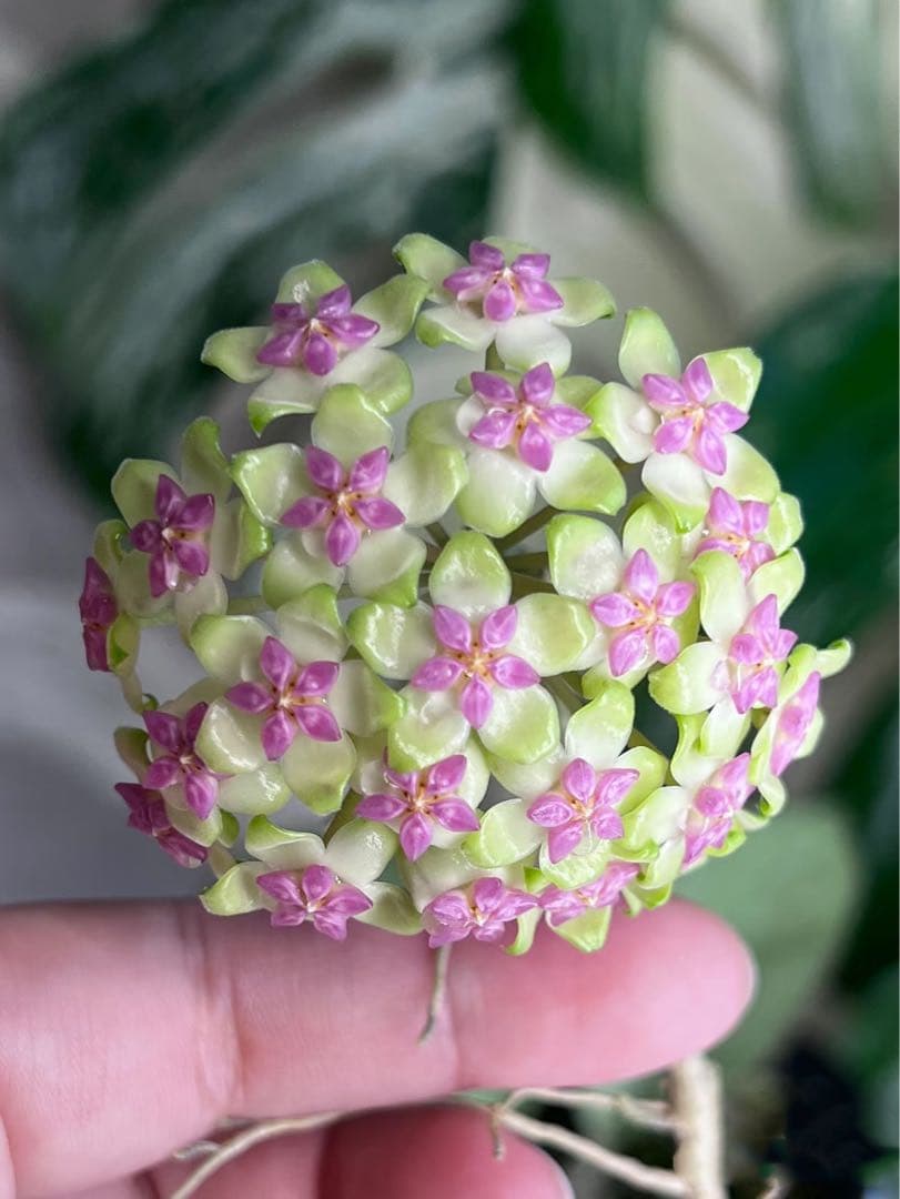 レア珍種ホヤ極美株Hoya Icensis Splash サクララン