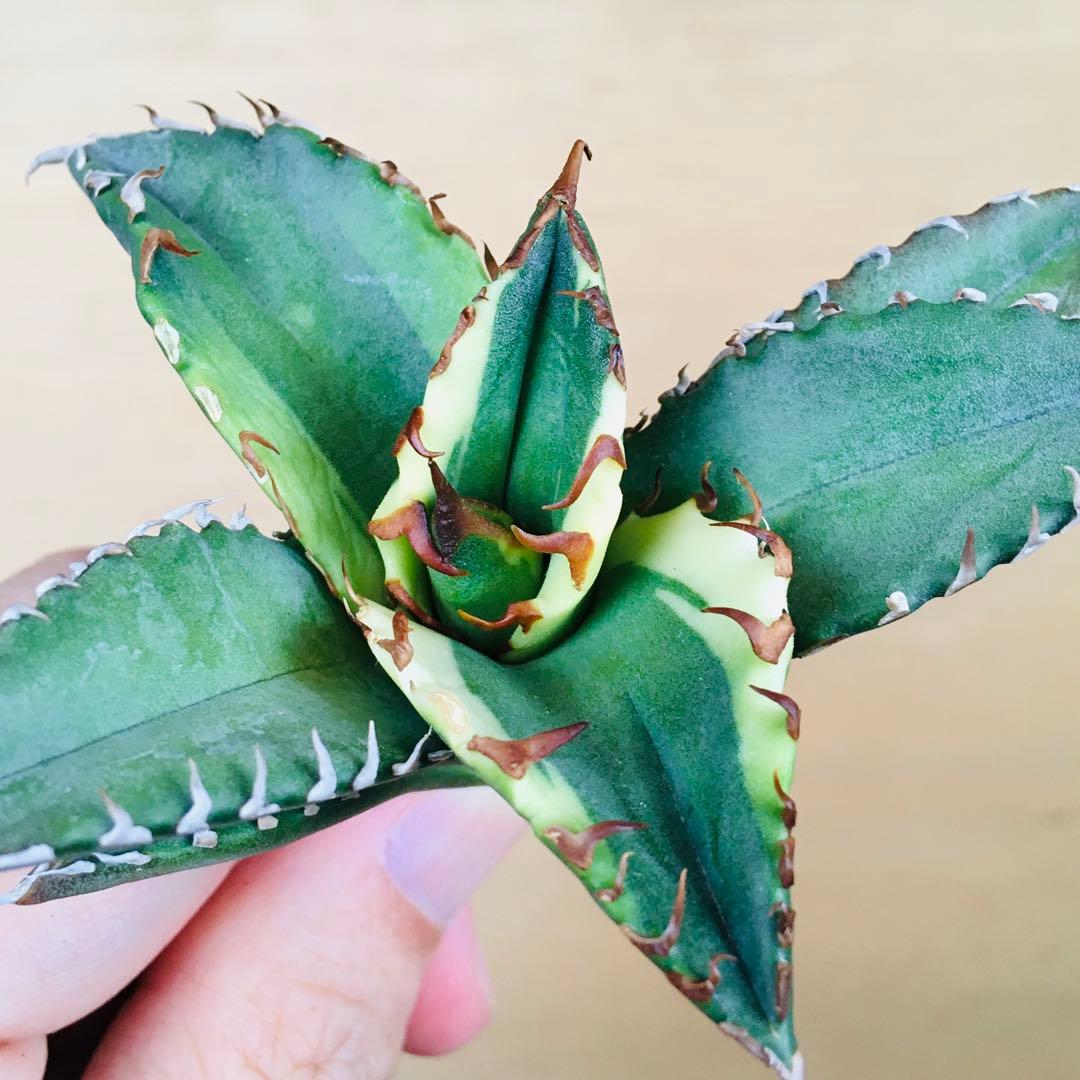 【稀少】1 老白鯨錦 黄覆輪斑 ソーラーエクリプス TC株 アガベ チタノタ錦