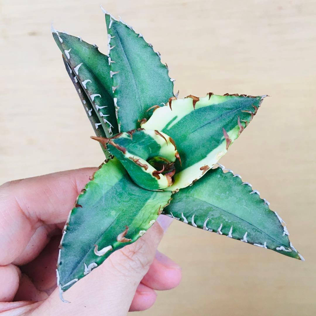 【稀少】1 老白鯨錦 黄覆輪斑 ソーラーエクリプス TC株 アガベ チタノタ錦