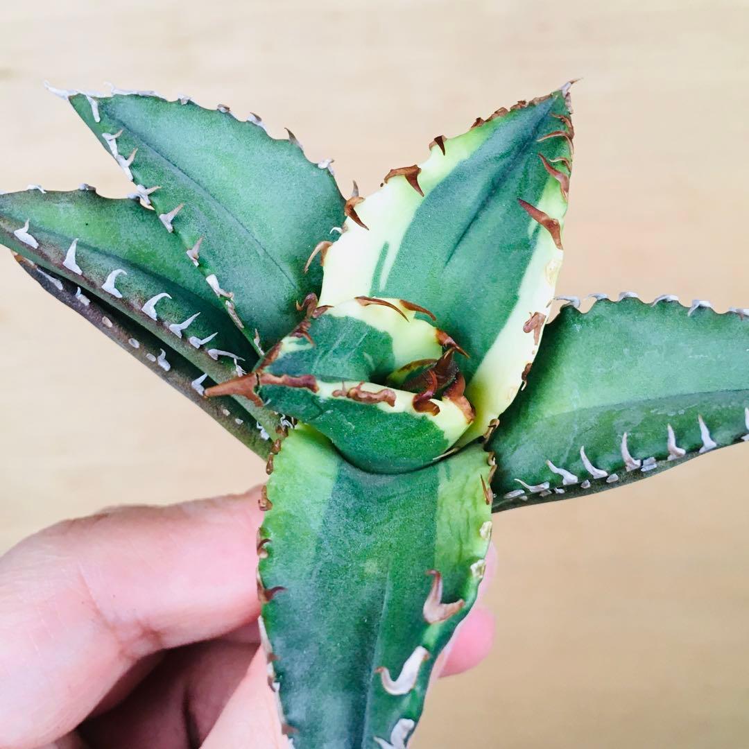 【稀少】1 老白鯨錦 黄覆輪斑 ソーラーエクリプス TC株 アガベ チタノタ錦