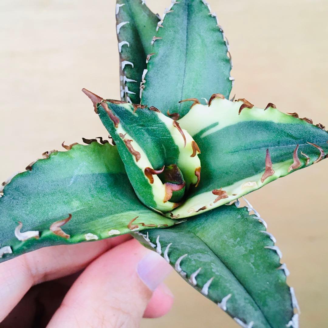 【稀少】1 老白鯨錦 黄覆輪斑 ソーラーエクリプス TC株 アガベ チタノタ錦