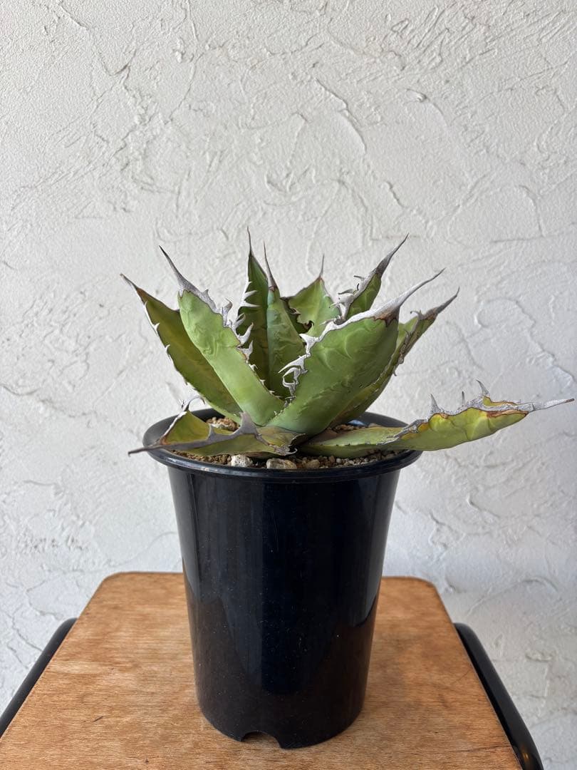 アガベ オテロイ　大株　塊根植物　コーデックス