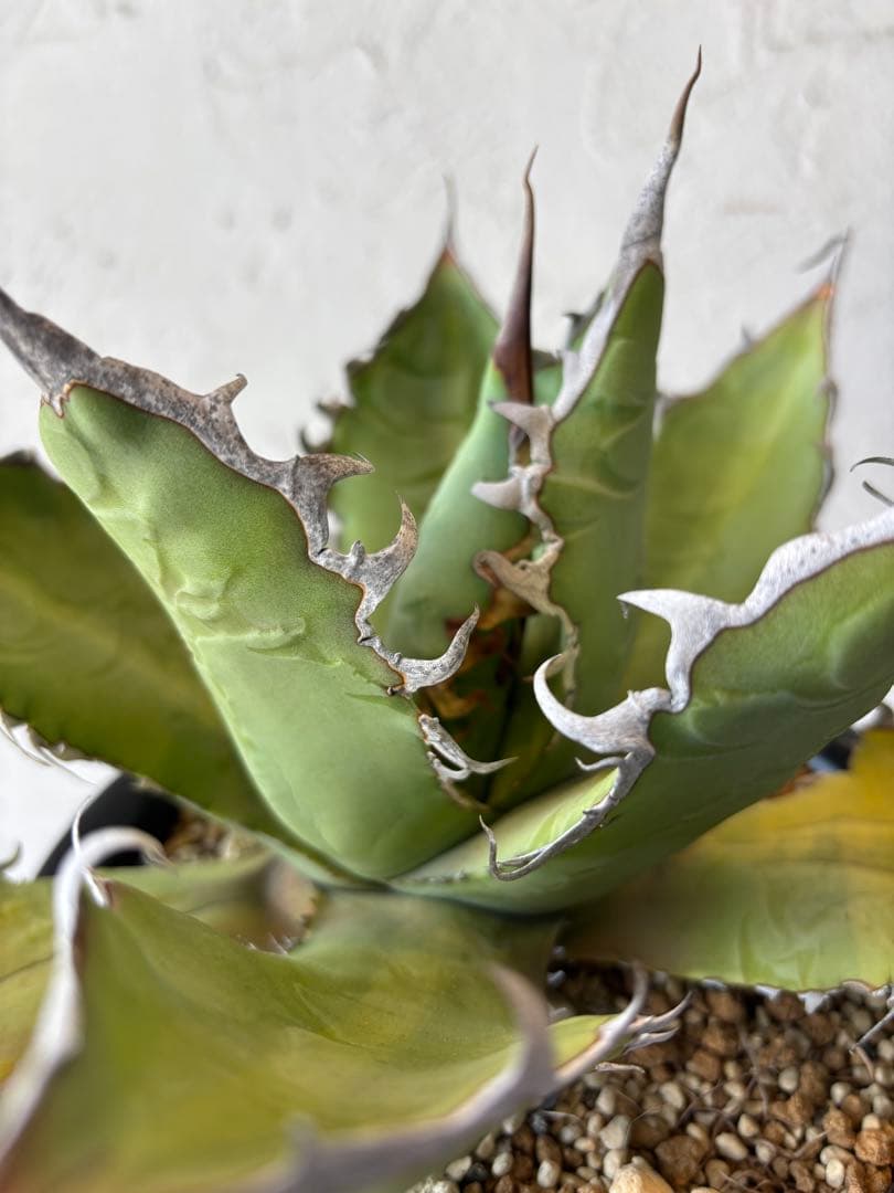 アガベ オテロイ　大株　塊根植物　コーデックス