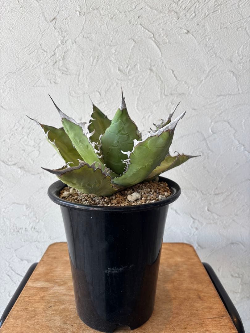 アガベ オテロイ　大株　塊根植物　コーデックス