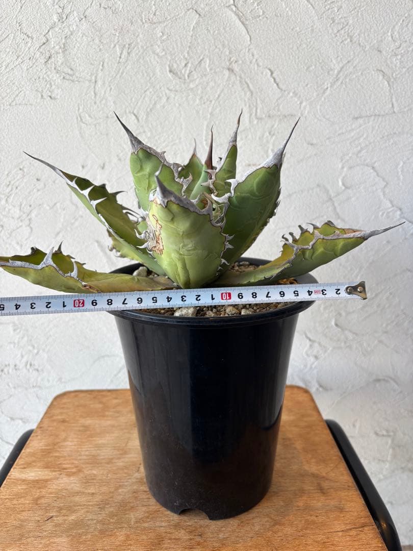 アガベ オテロイ　大株　塊根植物　コーデックス