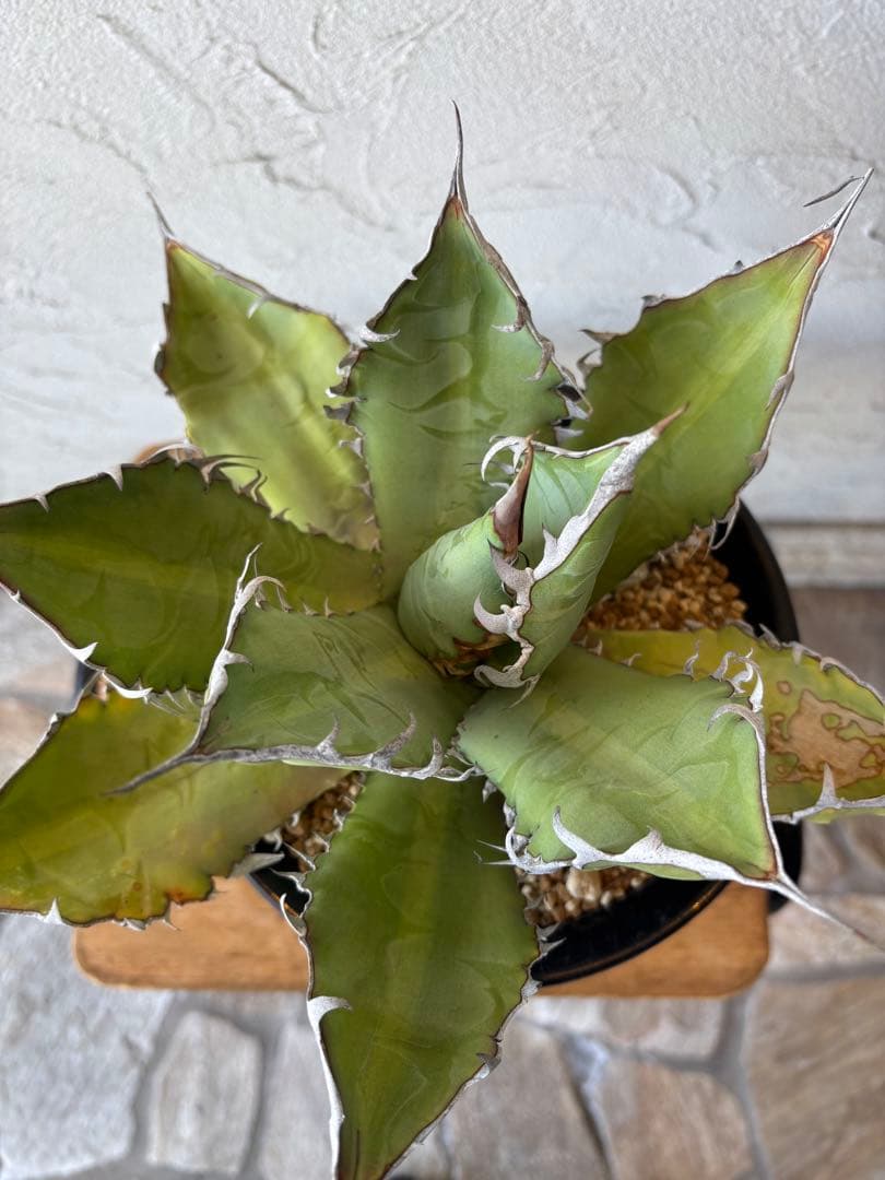 アガベ オテロイ　大株　塊根植物　コーデックス