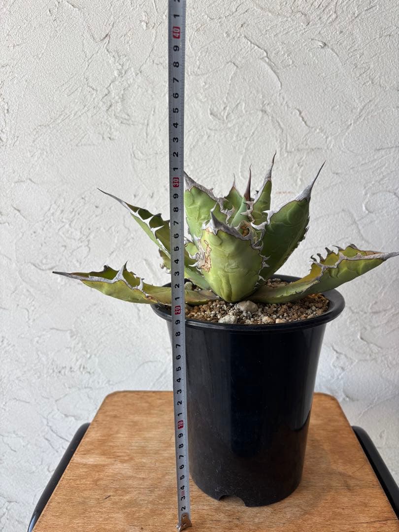 アガベ オテロイ　大株　塊根植物　コーデックス