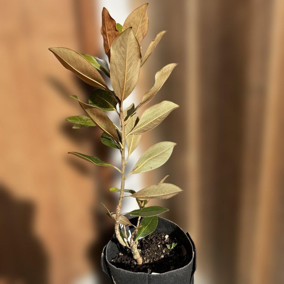 s*.様 常緑樹　リトルジェム