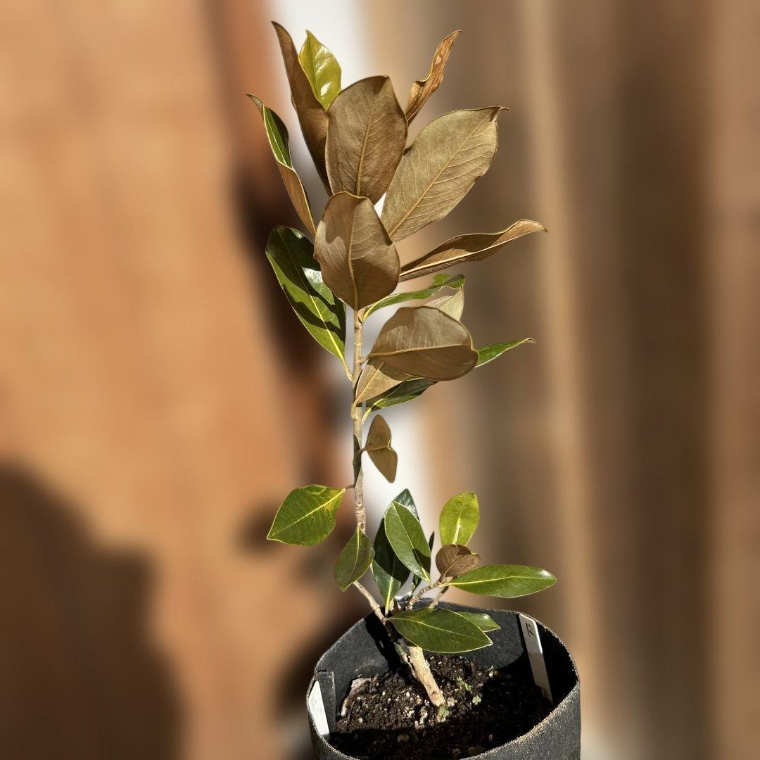 s*.様 常緑樹　リトルジェム