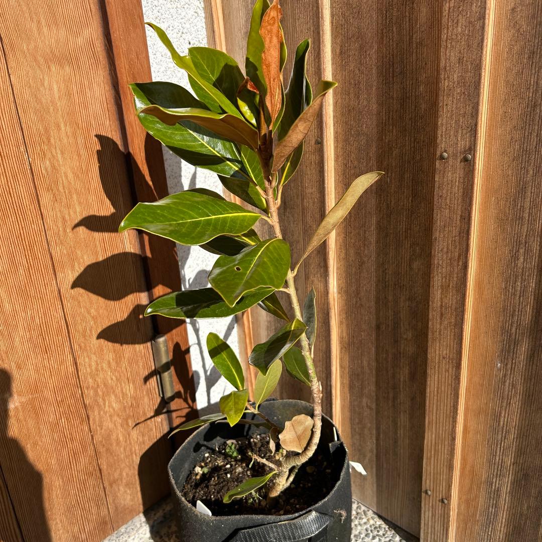 s*.様 常緑樹　リトルジェム