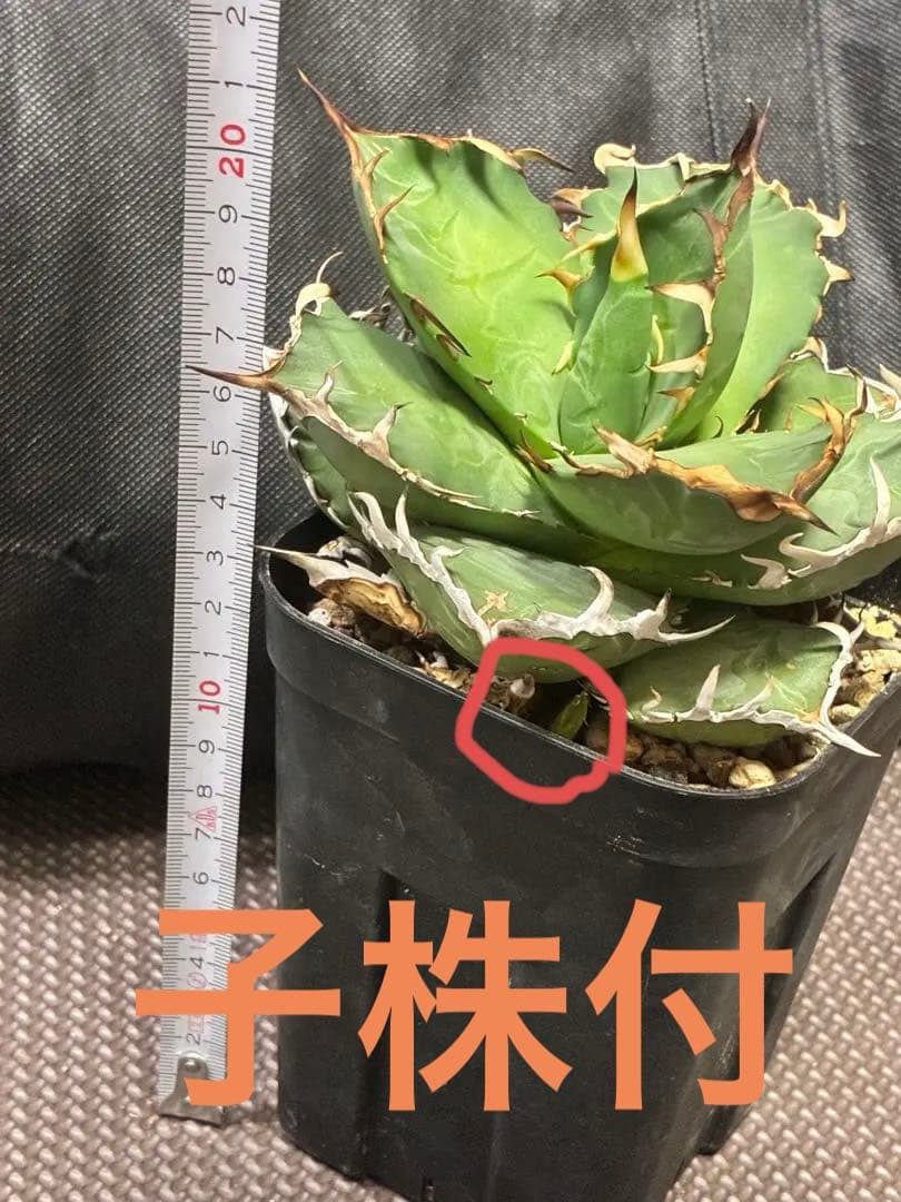 アガベ オテロイ オアハカ メキシコ産 現地球（肉厚、発根済、プラ鉢毎