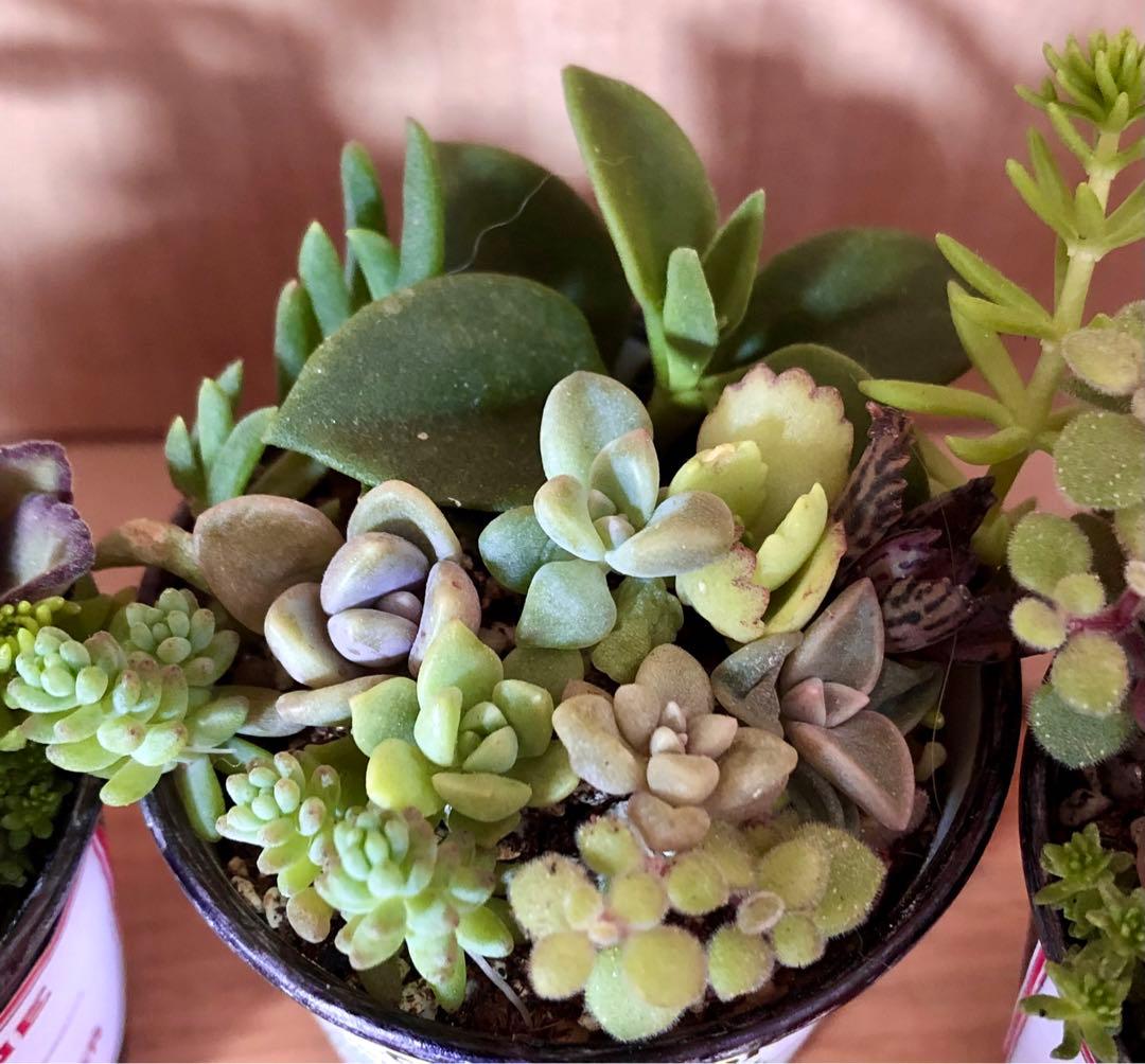 大容量 多肉植物 寄せ植え 育て方メモつき❤️ カラフル 5つセット